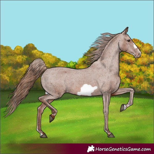 Horse Color:Chestnut Frame Appaloosa 