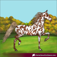 Horse Color:Chestnut Near Leopard 