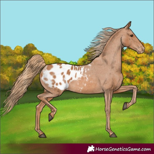 Horse Color:Chestnut Appaloosa