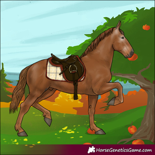 Horse Color:Gray Chestnut 