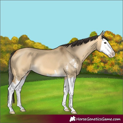 Horse Color:Unknown 
