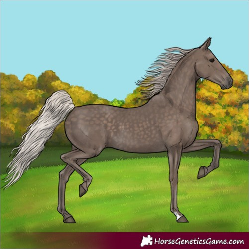 Horse Color:Silver Black