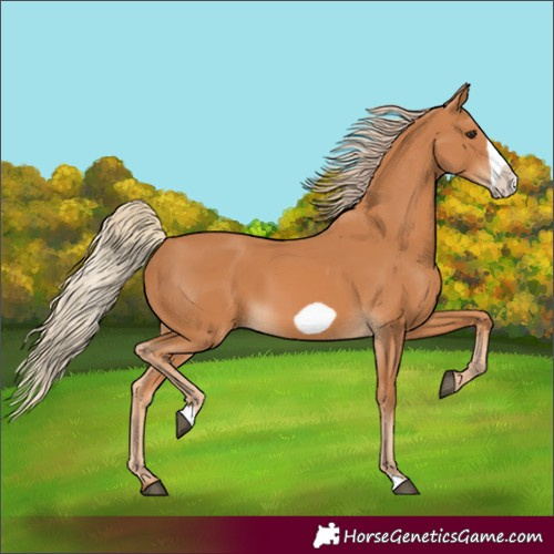 Horse Color:Chestnut Frame