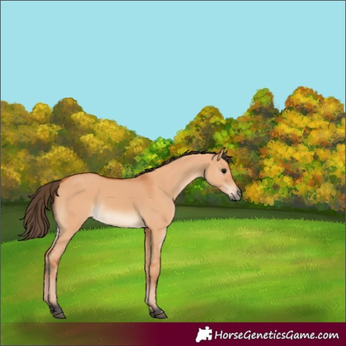 Horse Color:Bay Dun 