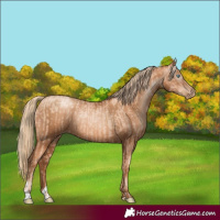 Horse Color:Gold Champagne Pearl Rabicano  and Gray Gold Champagne Pearl Rabicano 