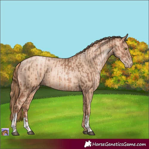 Horse Color:Liver Chestnut Pearl Rabicano and Gold Champagne Pearl