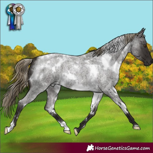 Horse Color:White Spotted Liver Red Roan 