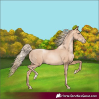 Horse Color:Gold Champagne Pearl Rabicano and Gold Champagne Pearl Rabicano