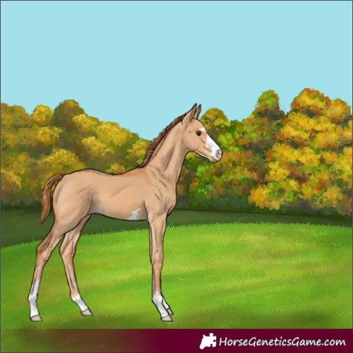 Horse Color:Red Dun 