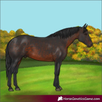 Horse Color:Brown 