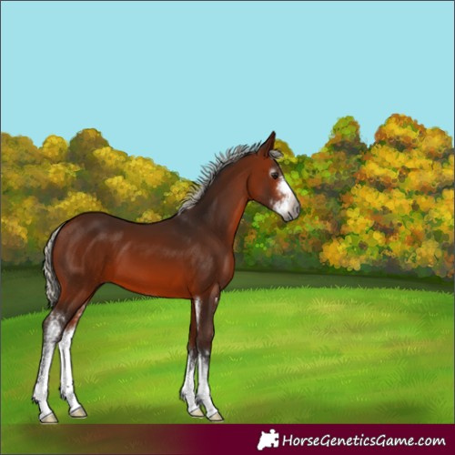 Horse Color:Gray Silver Bay Sabino
