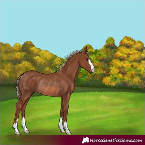 Horse Color:Chestnut Rabicano