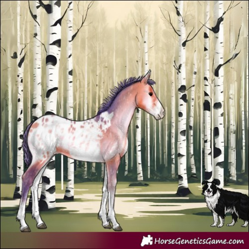 Horse Color:Watercolor White Spotted Bay Onyx Blanket