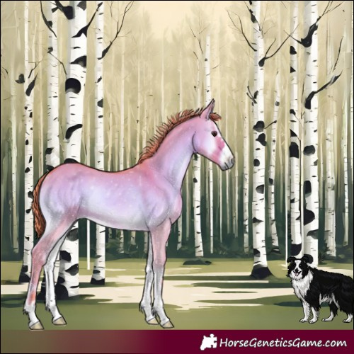 Horse Color:Watercolor Red Dun Onyx Rabicano 