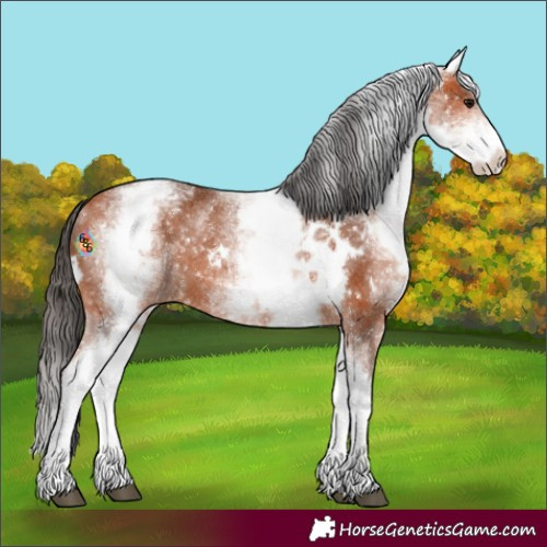 Horse Color:White Spotted Bay Appaloosa Rabicano 