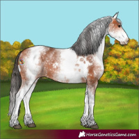 Horse Color:White Spotted Bay Appaloosa Rabicano