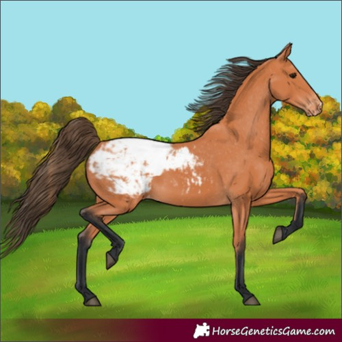Horse Color:Bay Appaloosa 
