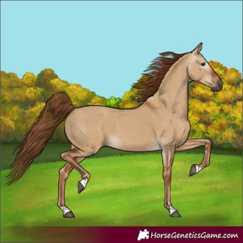Horse Color:Gray Red Dun 