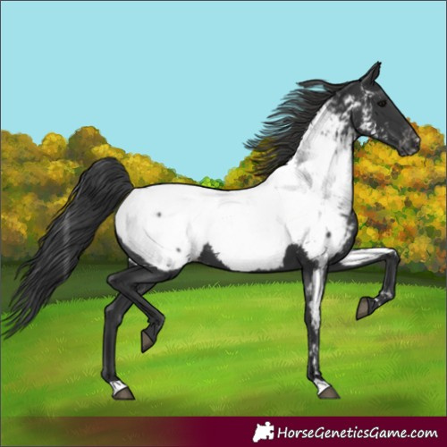 Horse Color:Black Appaloosa