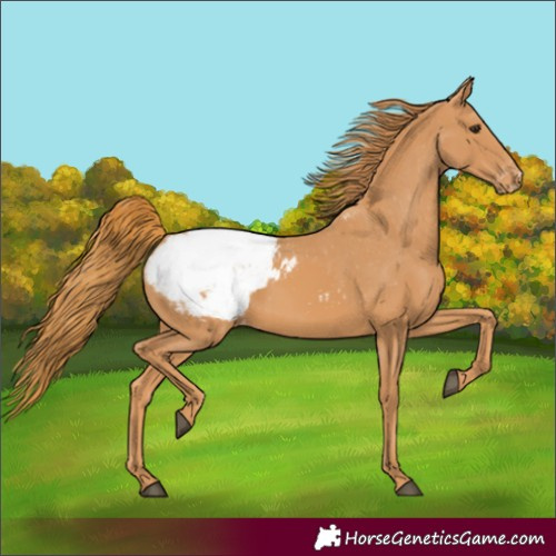 Horse Color:Chestnut Snowcap 