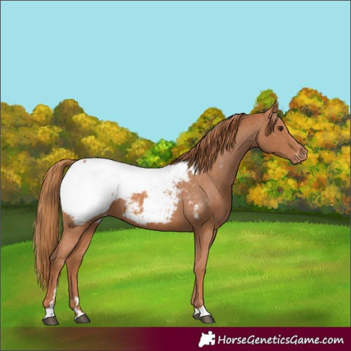 Horse Color:Chestnut Appaloosa 