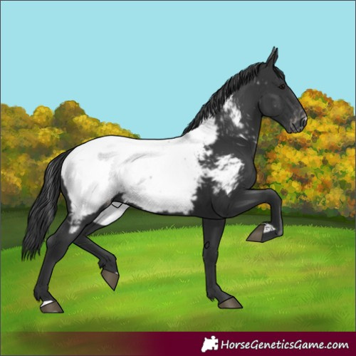 Horse Color:Black Appaloosa 