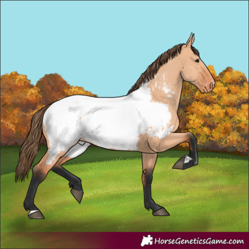 Horse Color:Bay Dun Appaloosa 