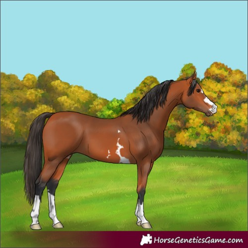 Horse Color:Bay 