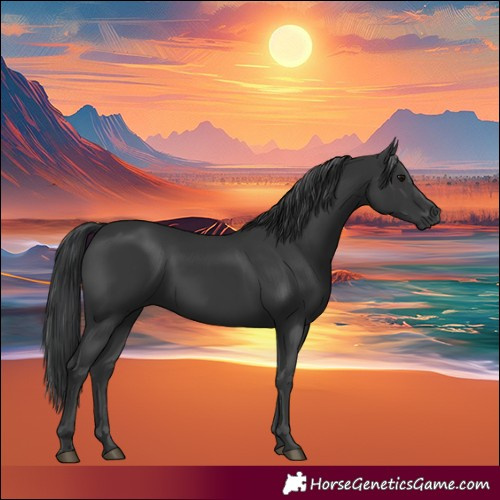 Horse Color:Black 