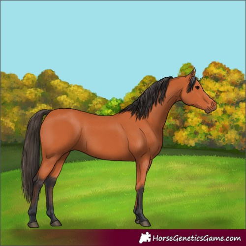 Horse Color:Bay 
