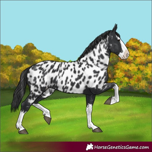 Horse Color:Black Splash Appaloosa 