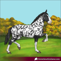 Horse Color:Black Splash Near Leopard 