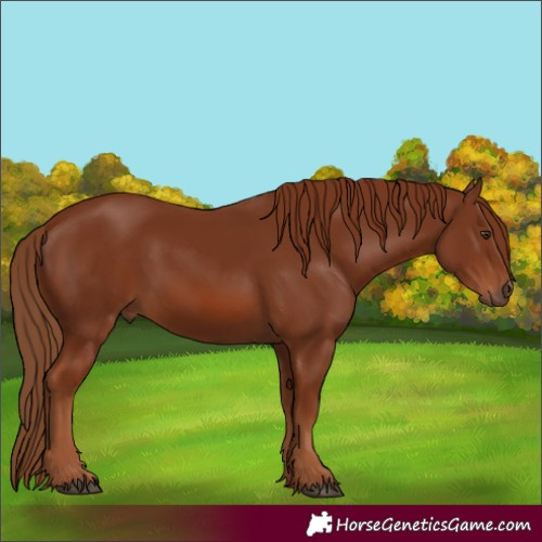 Horse Color:Chestnut 
