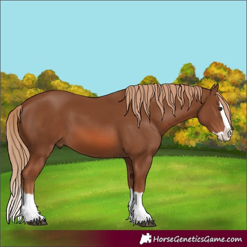 Horse Color:Chestnut Splash 