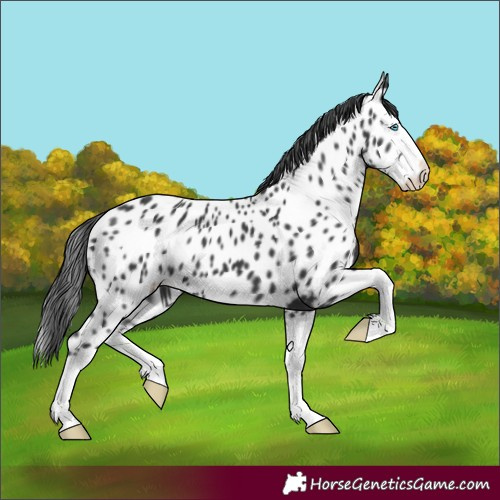 Horse Color:Black Splash Appaloosa 