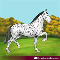Horse Color:Black Splash Near Leopard 
