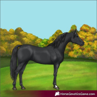 Horse Color:Black 