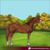 Horse Color:Chestnut 