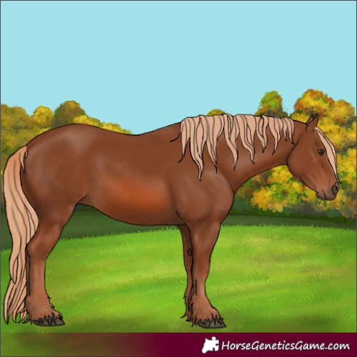 Horse Color:Chestnut 