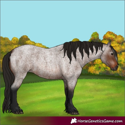 Horse Color:Gray Bay Roan 
