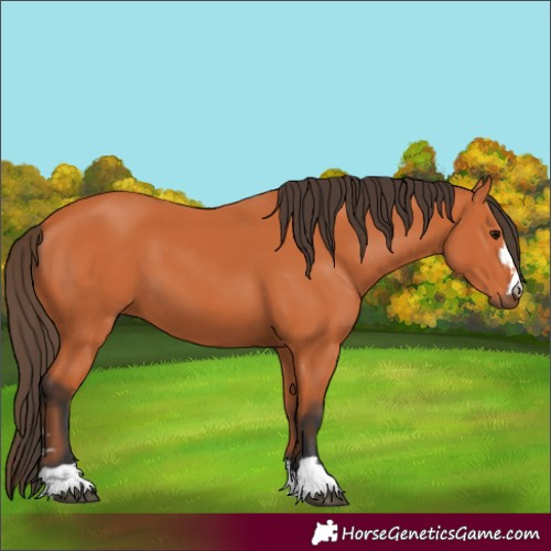 Horse Color:Bay 