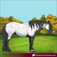 Horse Color:Black Near Leopard 