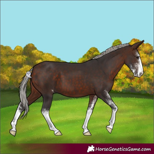 Horse Color:Silver Brown Sabino