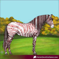 Horse Color:Black Appaloosa Rabicano 