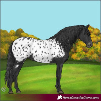 Horse Color:Black Appaloosa Rabicano 