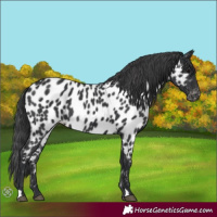 Horse Color:Black Near Leopard Rabicano 