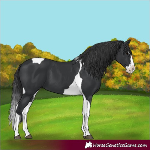 Horse Color:Black Splash Tobiano 