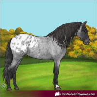 Horse Color:Blue Roan Appaloosa 