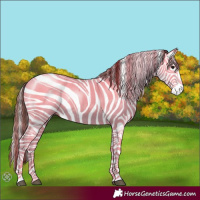 Horse Color:Bay Tobiano Appaloosa 