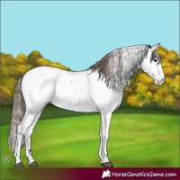 Horse Color:Bay Tobiano Appaloosa 